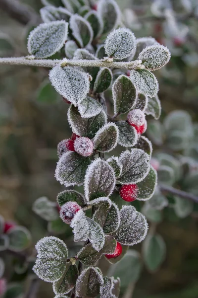 boğuk frost çilek. Geçen sonbahar akşamı. kışın ilk işaretleri