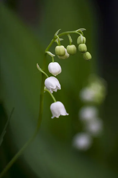 Vadinin Lily en etkileyici bahar çiçeklerinden biridir ve daha çok ormanda topluca çiçek açtığında. 
