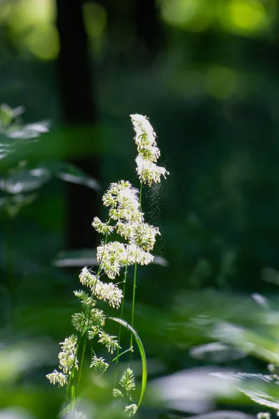 çiçekli tahıl otlar. ve onlardan düşen polen