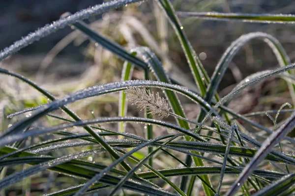  hoarfrost otlar. sonbahar sabahı