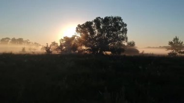 şafakta sisli bir ağacın dallarında güneşin gözü