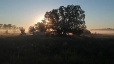 şafakta sisli bir ağacın dallarında güneşin gözü. geri uçmak