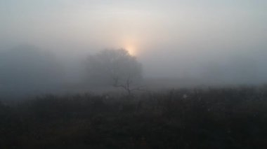 Diğer gezegen. Güneş yoğun sise ve bir ağacın dallarına dolanmış durumda. otomatik