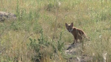Tilki tehlikeyi koklarken anne yemek yiyor.