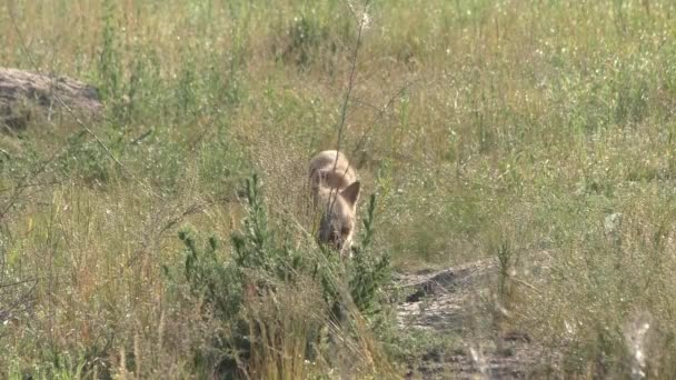 Zorros Están Jugando Mientras Espera Mamá — Vídeos de Stock