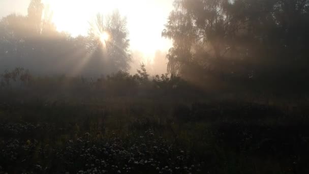 其他星球 令人难以置信的日出 阳光穿过树枝和浓雾 秋天的早晨 — 图库视频影像
