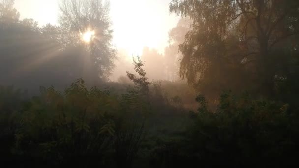 他の惑星だ素晴らしい日の出だ枝や霧を通して太陽の光秋の朝2 — ストック動画