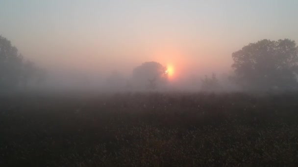 Vuelo Sol Del Amanecer Través Del Velo Niebla Verano Una — Vídeos de Stock