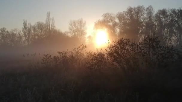Dawn Deep Autumn Almost Spring Hoarfrost Fog Forest — Stock Video