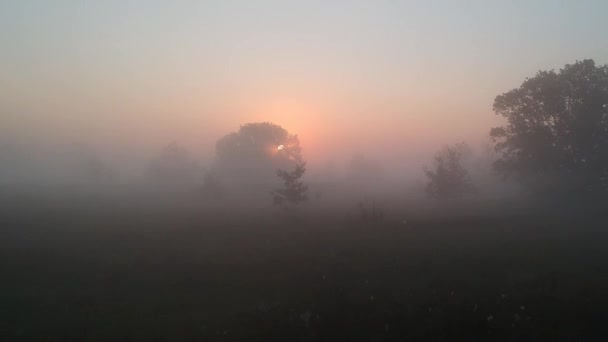 Fabulous Summer Warm Dawn Foggy Morning Drone Span — Stock Video