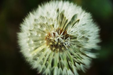 güzel çiçek, çiçek, karahindiba, güzel karahindiba, kabarık karahindiba, kabarık çiçek, eğlence, Doğa, flora, Güneş