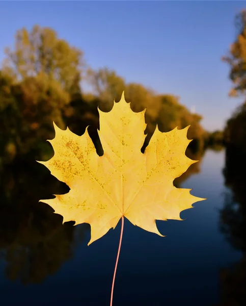 Sonbahar, sonbahar yaprak, yaprak, sarı yaprak, sarı sonbahar yaprak, Güneş, gökyüzü