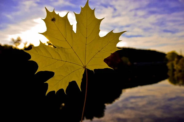 Sonbahar, sonbahar yaprak, yaprak, sarı yaprak, sarı sonbahar yaprak, Güneş, gökyüzü