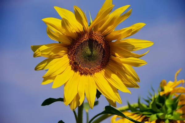 ayçiçeği, yaz sarı çiçek, alan, güneşli, tarım, mavi gökyüzü, feld ayçiçeği