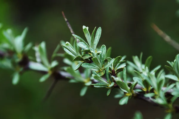 Groene Tak Focus — Stockfoto