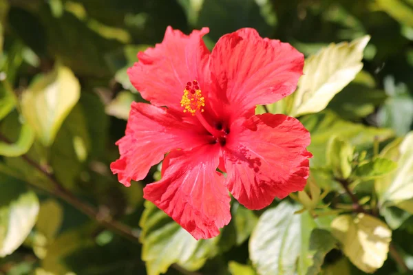 Arka planda yeşil yaprakları ile kırmızı bir hibiscus bir güneşli bahar gününde Close-up
