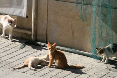 Güneşli bir günde eski püskü bir sokakta oynarken dört sokak kedileri
