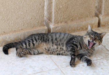 Tekir kedi ağzını açık mermer yerde yatarken