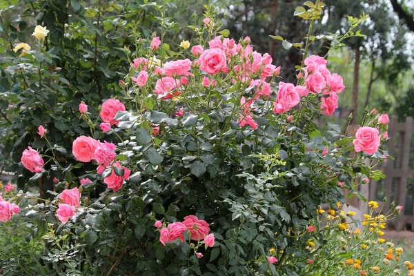 Bir bahar gününde bahçede büyüyen bir Bush pembe güller