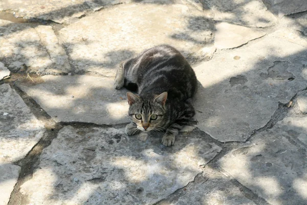 Τιγρέ Γάτα Που Βρίσκεται Ένα Λιθόστρωτο Έδαφος Στη Σκιά — Φωτογραφία Αρχείου