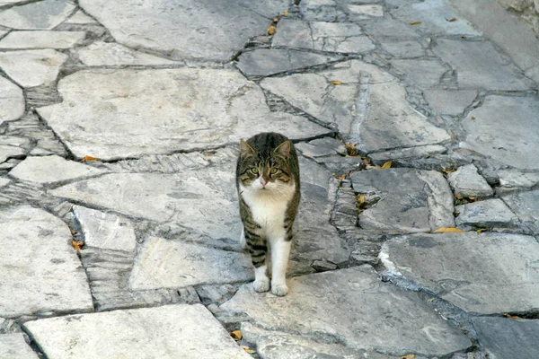 带着绿色眼睛的塔比猫停留在铺好的地面上 — 图库照片