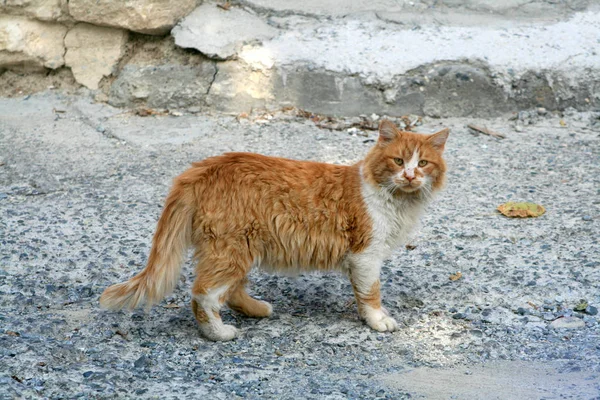 流浪生姜猫住在破旧的街道 — 图库照片