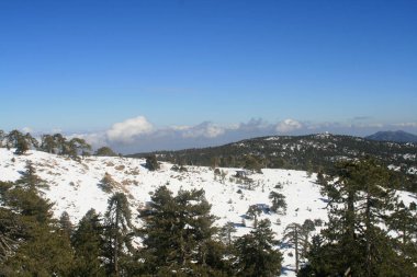 Parlak kış günü Troodos Dağları ormandaki