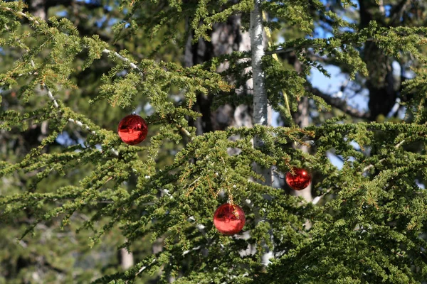 Erdő Fenyő Díszített Három Piros Karácsonyi Baubles — Stock Fotó