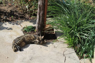 Bahar bahçe içinde uyuyan sevimli tekir kedi 