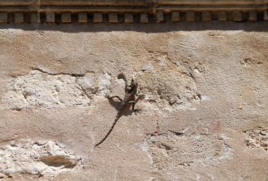 Yaşlı bir eski püskü taş duvarda oturan küçük kertenkele