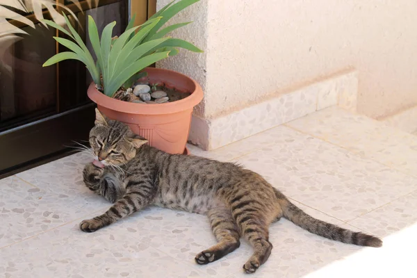 塔比猫躺在大理石地板上靠近一个植物锅 舔它的爪子 — 图库照片