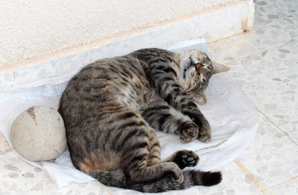 Tekir kedi yakınındaki bir yuvarlak taş mermer zemin üstünde uyumak