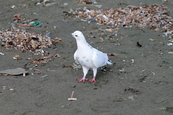 Witte Duif Staande Een Vuile Zandstrand — Stockfoto