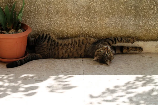 躺在大理石地板上的塔比猫靠近一个花盆 — 图库照片