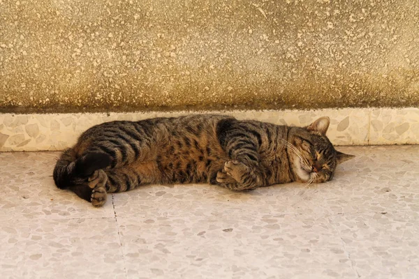 在粗糙肮脏的墙前睡在大理石地板上的塔比猫 — 图库照片