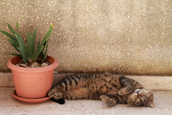 Tabby Gato Dormindo Chão Mármore Perto Vaso Plantas — Fotografia de Stock