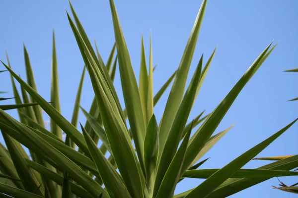 Nahaufnahme Der Palmenblätter Mit Blauem Himmel Auf Dem Hintergrund — Stockfoto