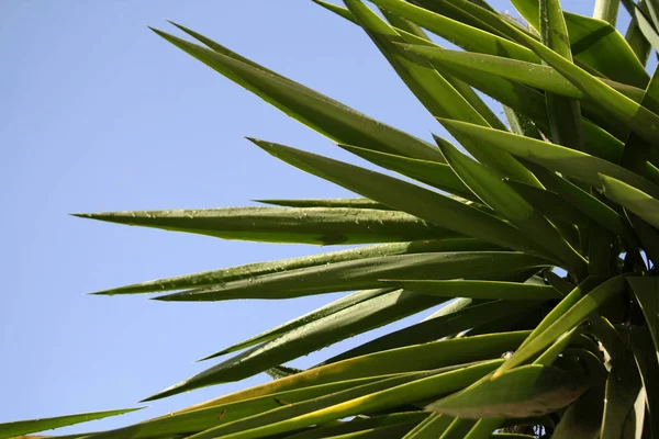 Nahaufnahme Der Palmenblätter Mit Blauem Himmel Auf Dem Hintergrund — Stockfoto