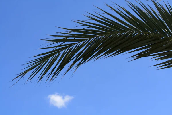 Primer Plano Las Hojas Palmera Con Cielo Azul Una Nube — Foto de Stock