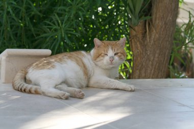 Mermer zemin yeşil yaprakları önünde yatan kirli yağ tekir kedi