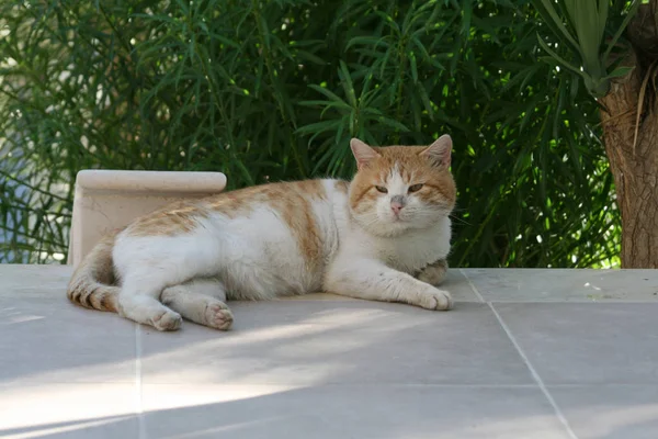 Smutsiga Fett Tabby Katt Liggande Marmorgolvet Framför Gröna Blad — Stockfoto