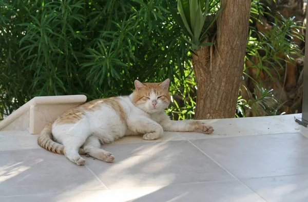 Sucio Gato Gordo Tabby Acostado Suelo Mármol Delante Hojas Verdes —  Fotos de Stock