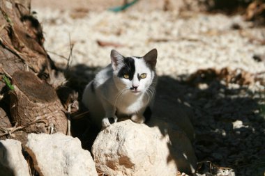 Bir taş üzerine oturan siyah göz bandı ile beyaz kedi