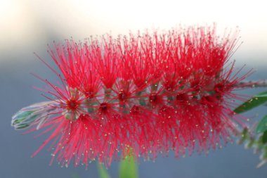 Kırmızı bottlebrush çiçek mevsimlik açık arka planı üzerinde yeşil yaprakları ile