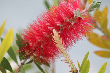 Kırmızı bottlebrush çiçek ile mevsimlik açık arka planı yeşil ve sarı yapraklarda