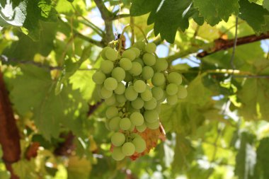 Koruk bir asma üzerinde büyüyen demet