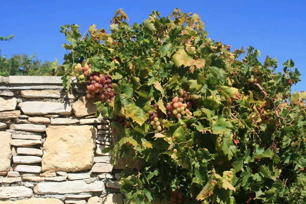 Red Ripe Grapes Growing Vine — Stock Photo, Image