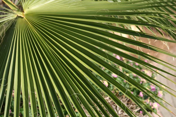 Close Uma Grande Folha Palmeira Verde — Fotografia de Stock