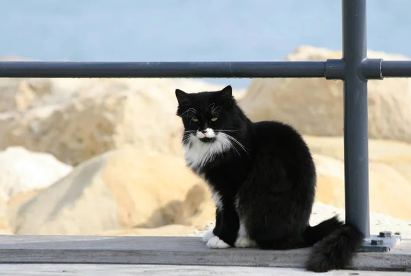 Σμόκιν Γάτα Κάθεται Μια Γέφυρα Δίπλα Στη Θάλασσα — Φωτογραφία Αρχείου