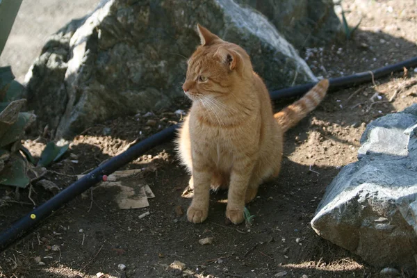 Stray Ginger Cat Sitting Big Stones Hose Pipe Garden — Stock Photo, Image